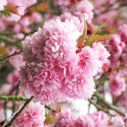 Japanese Flowering Cherries, Prunus pendula, Prunus sargentii, Prunus serrulata, Prunus x yedoensis, Prunus x subhirtella, Spring clowers, Cherry blossoms